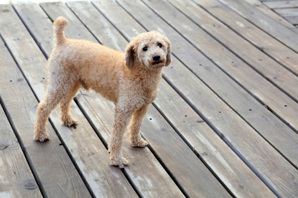 Big Deck Design: How We Create Pet-Friendly Spaces for Your Furry Friends